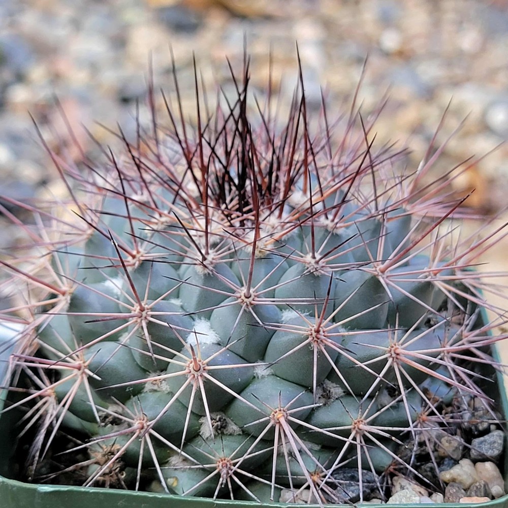 Mammillaria tesopacensis rubriflora