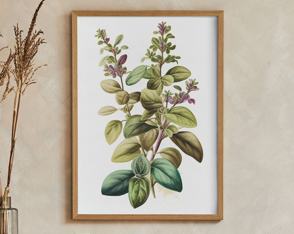 Oregano Vintage Style Herbs Oil Painting Artwork Print At Home Wall Art Wall