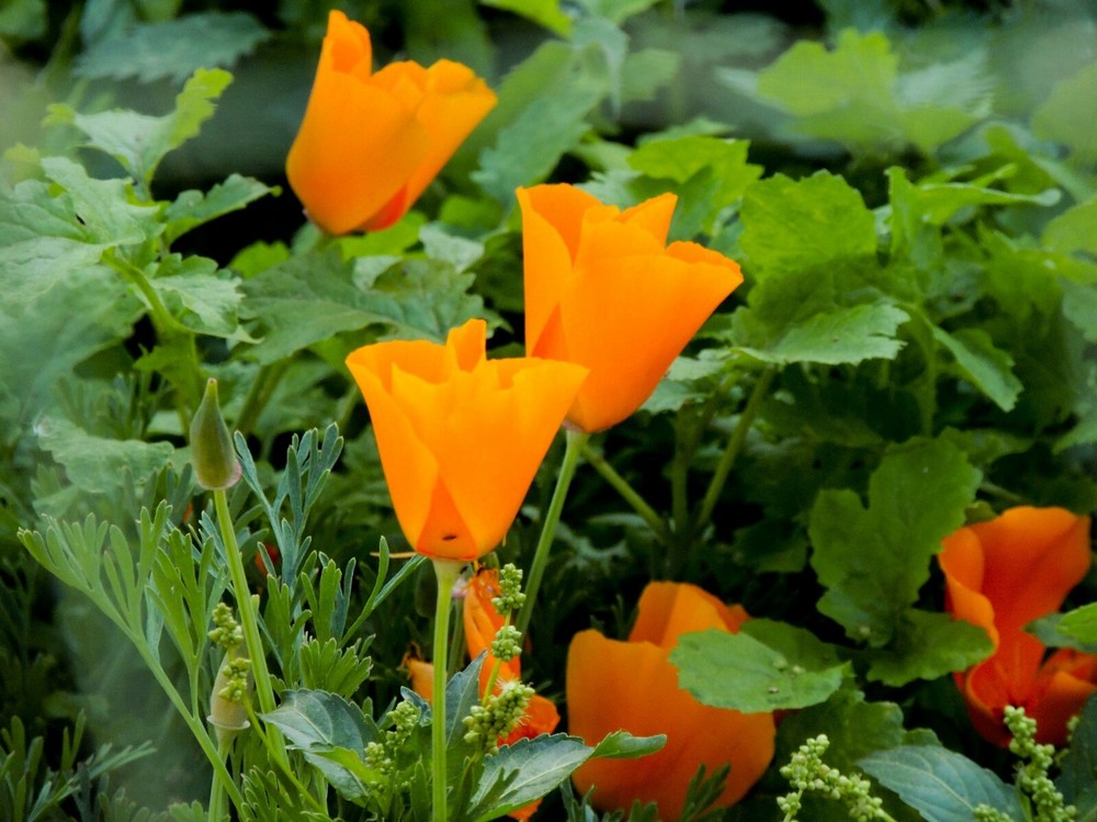 100 California Poppy Orange Wildflower Seeds for Vibrant Garden Blooms