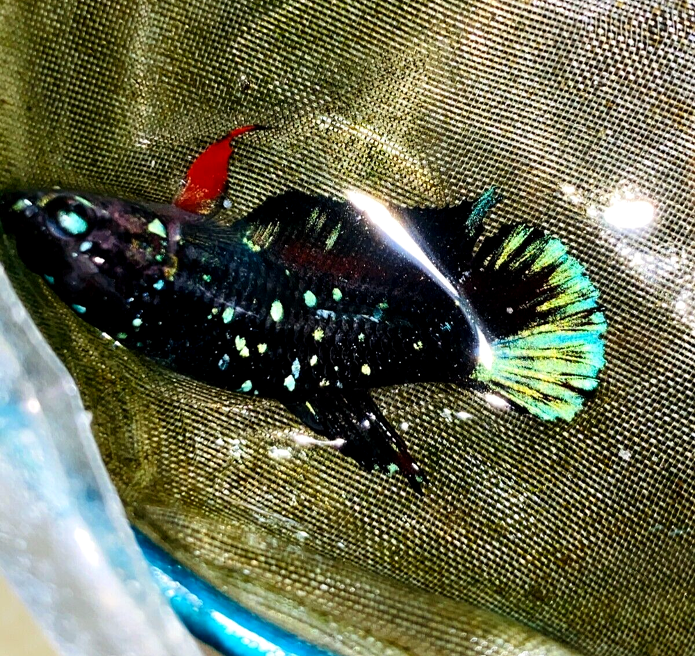 Live Betta Fish HMPK Avatar Nebula Green Galaxy Female #AG07 From Indonesia
