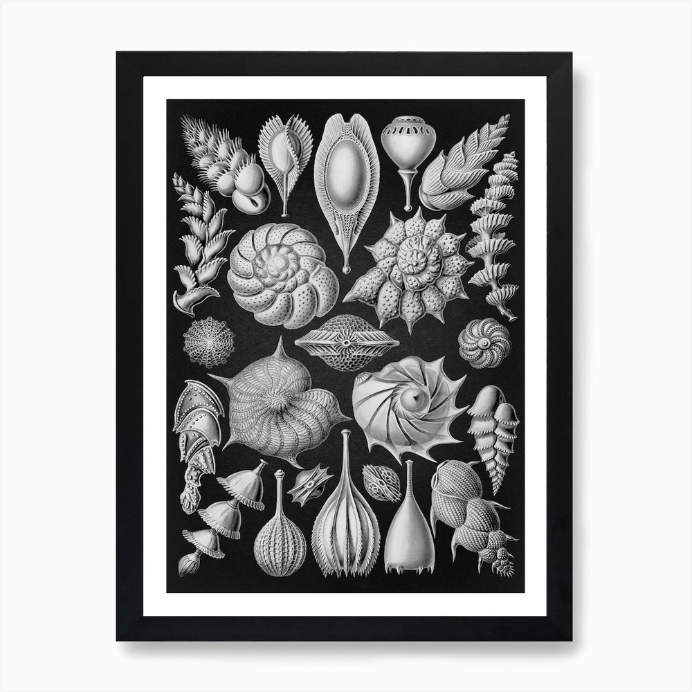 Vintage Haeckel 10 Tafel 81 Kammerl Framed Wall Art Poster Canvas Print Picture