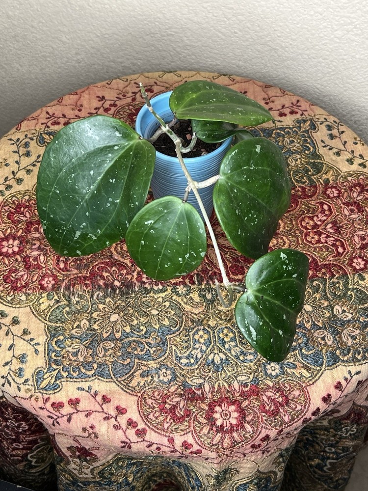 Hoya Snow Queen