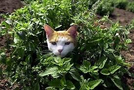 1000 gorgeous catnip beneficial plant seeds for spring summer peppermint colorf