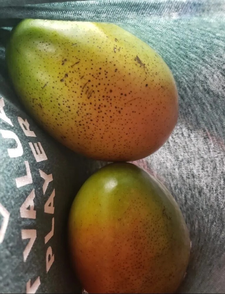 Organic Fresh Chaunsa Mango Pram Kai Maprang No Pesticides Seasonal Energy Boost-image