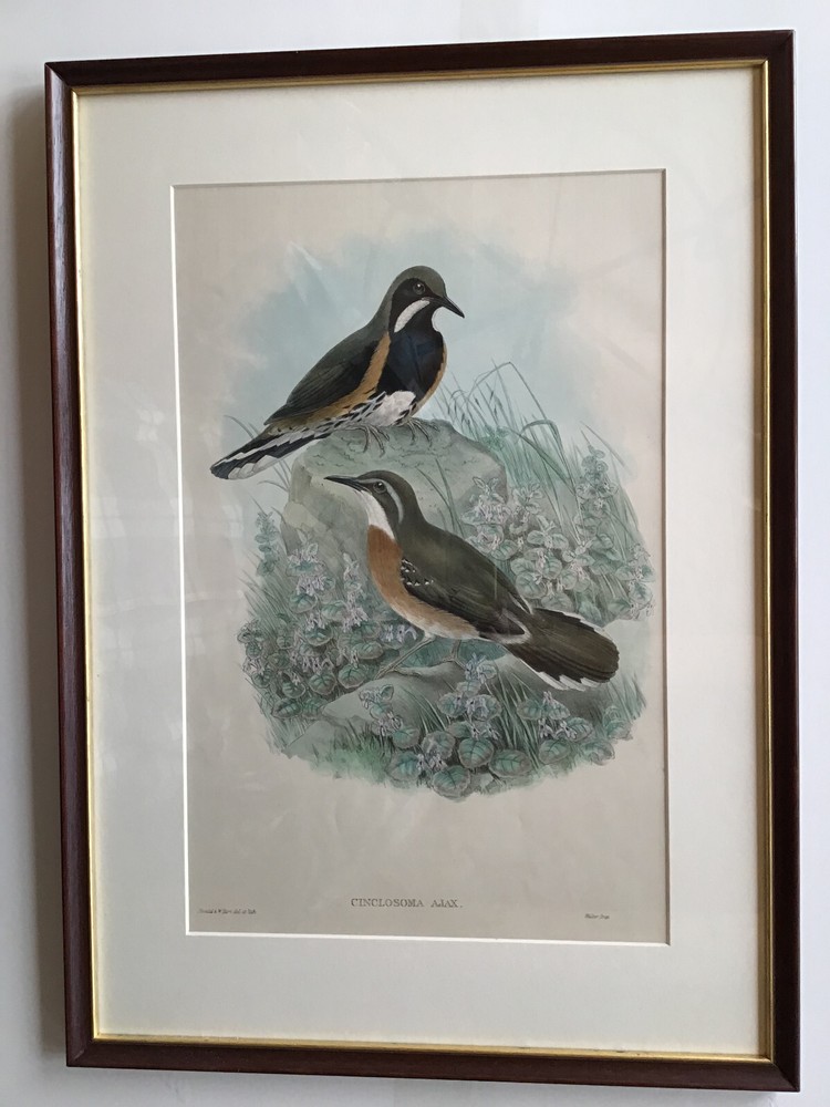 Antique hand-colored  framed bird  print of Painted Quail-thrushes by John Gould