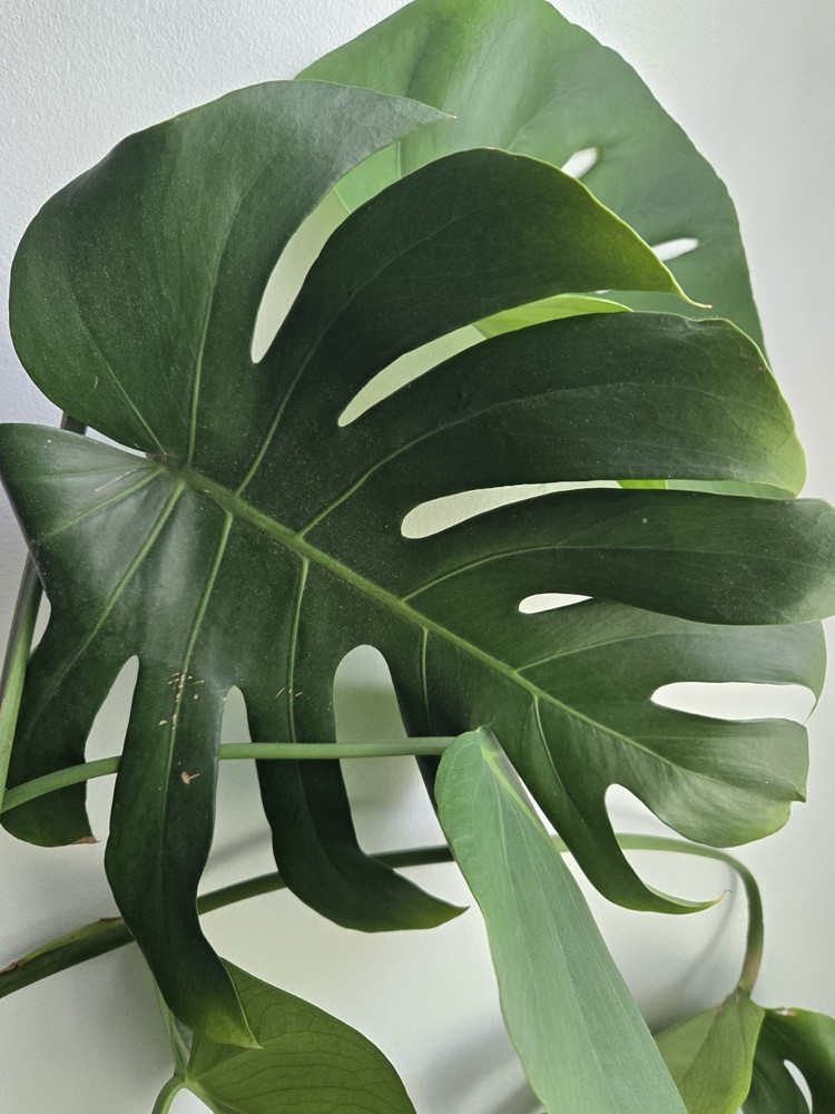 Large Monstera Deliciosa Rooted Cutting – Live Tropical Swiss Cheese Plant