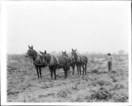 An Agricultural Worker With A Plow And Team Of Mules Harvesting Su - Old Photo