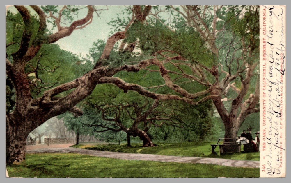 Vintage 1903 UDB Antique Postcard of The Oaks University Berkeley California
