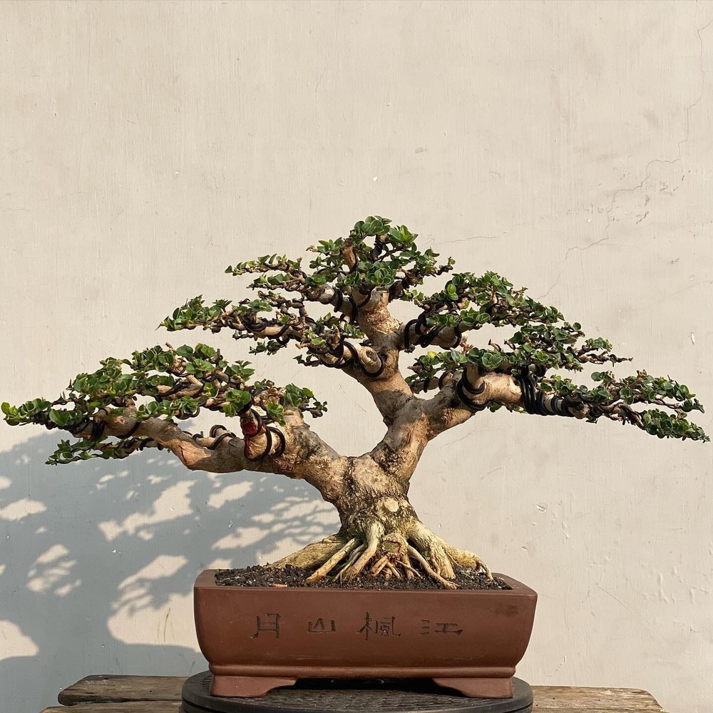 Actual plant Bonsai Premna macropilla bonsai tree free phitosanitary