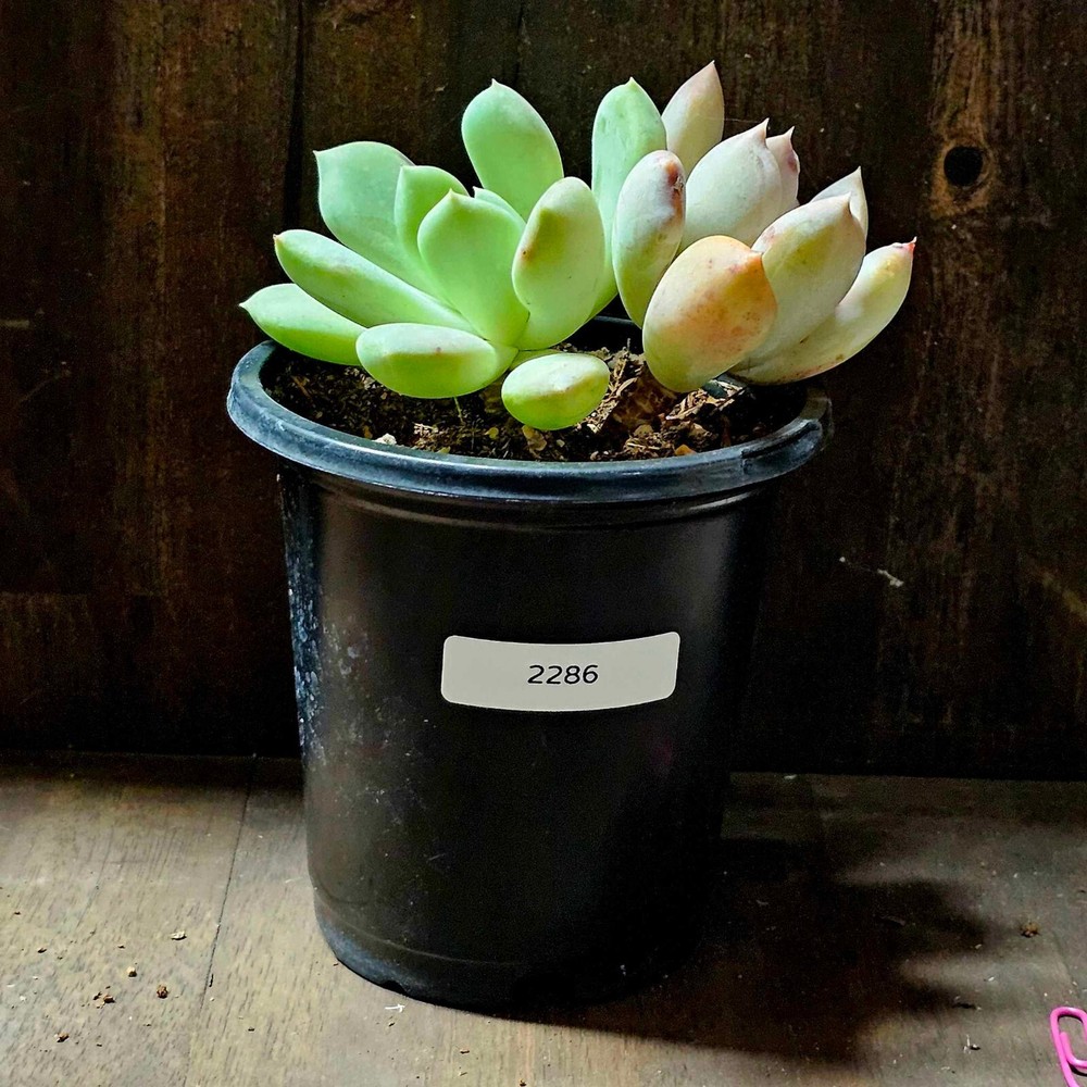 Pachyveria Ruth in a 4