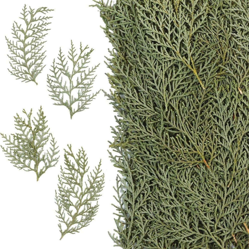 Real Pressed Pine Leaves Branches for Christmas Crafts, Natural Dried Botanic...