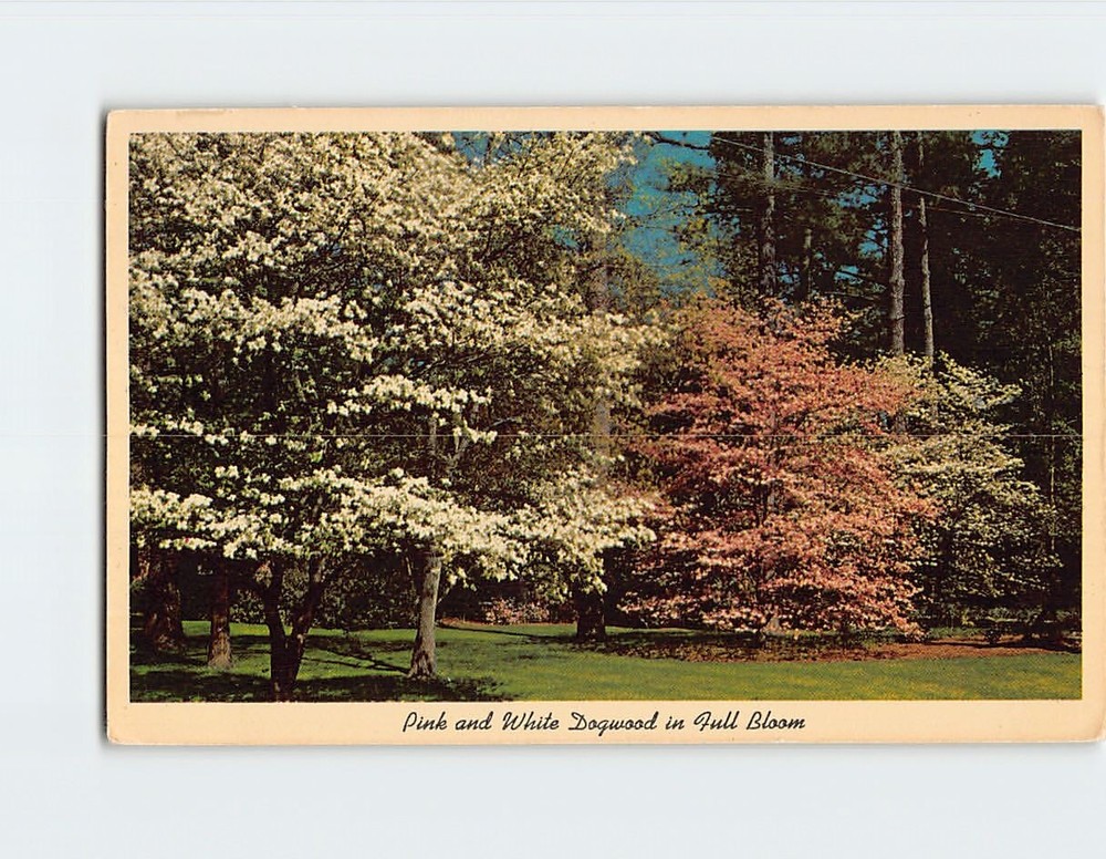 Postcard Pink & White Dogwood in Full Bloom