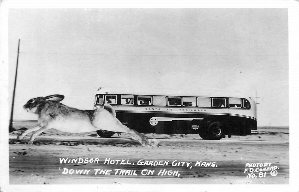 1940s Garden City Kansas Windsor Hotel Exaggeration Rabbit RPPC Postcard 25-9962