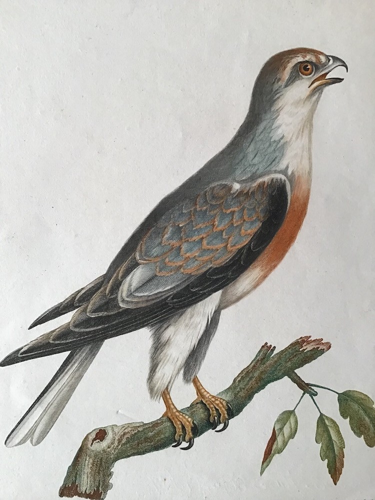 Rare antique bird print by LeVaillant, a hawk