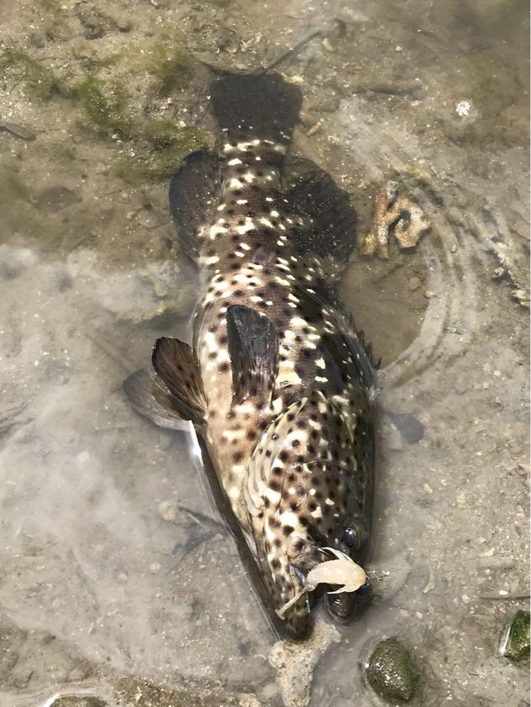 Fishing Lure Megabass Rock Hog 2.5Inch Set