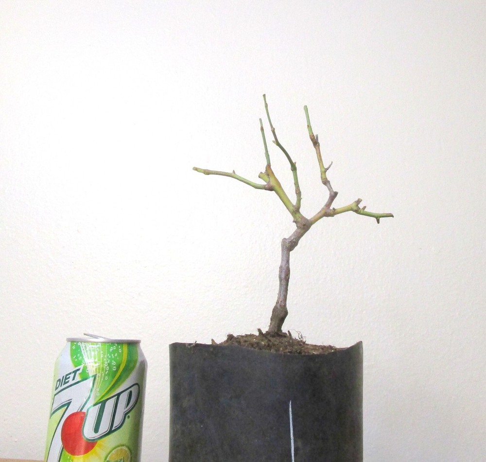 Miniature rose tree for unique flowering mame shohin bonsai  #1