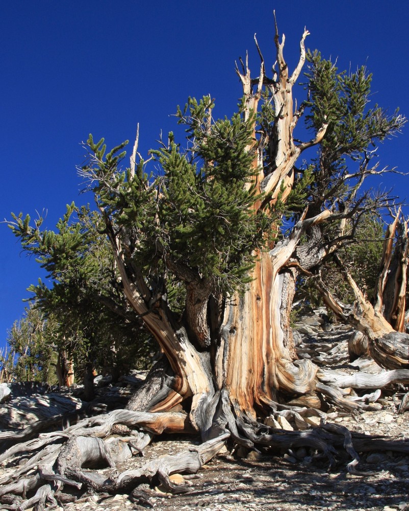 50+ Bristlecone Pine Seeds Pinus aristata Oldest Living Tree Rocky Mountain