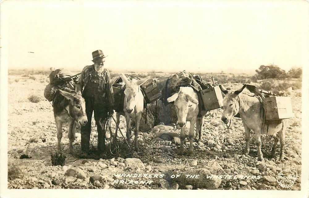1940s Arizona desert prospector mules Frasher RPPC Postcard 25-3325