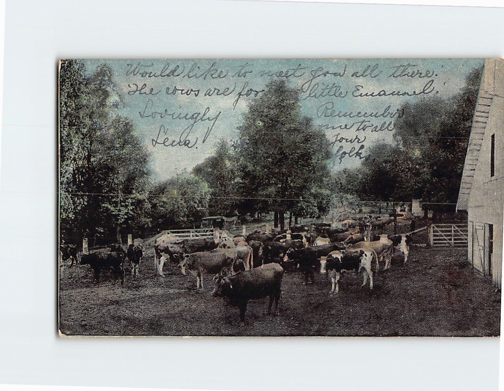 Postcard Cow Farm Scenery