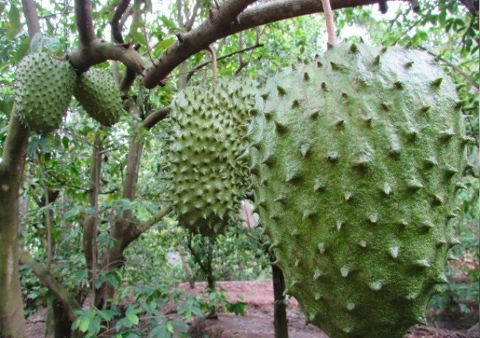 Annona Muricata Soursop tree 7”-10” Plant -Organic Growth/Mang Cau Xiem