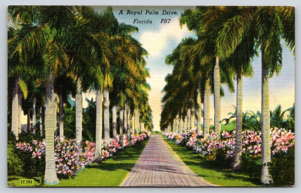 Vintage Royal Palm Tree Drive Florida Postcard with Flowers