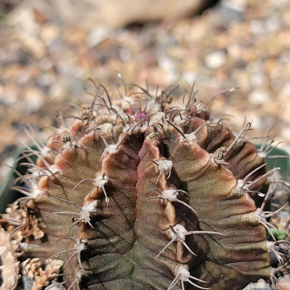 Gymnocalycium tucavocensi