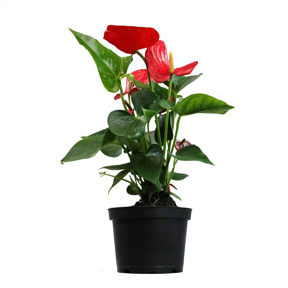 6 In. Red Anthurium Live House Plant in Grower Pot