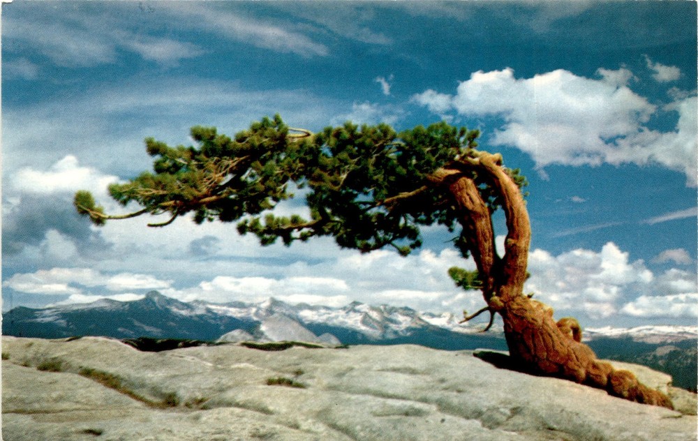 YOSEMITE NATIONAL PARK, CALIFORNIA, JEFFREY PINE, SENTIN Postcard