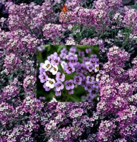 Royal Sweet Carpet Alyssum Flower Seeds - Lobularia maritima - B151