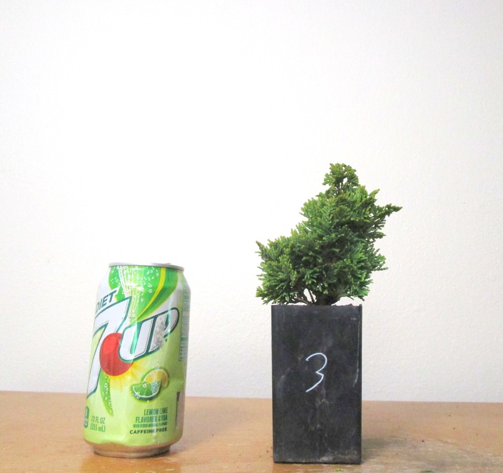 Dwarf green hinoki cypress for mame shohin bonsai tree #3