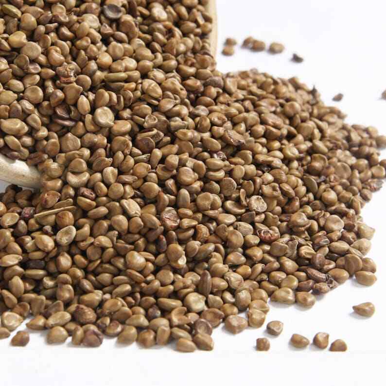 Organic Herbal Coffee Senna Fructus seu Semen Cassiae Occidentalis Great Quality