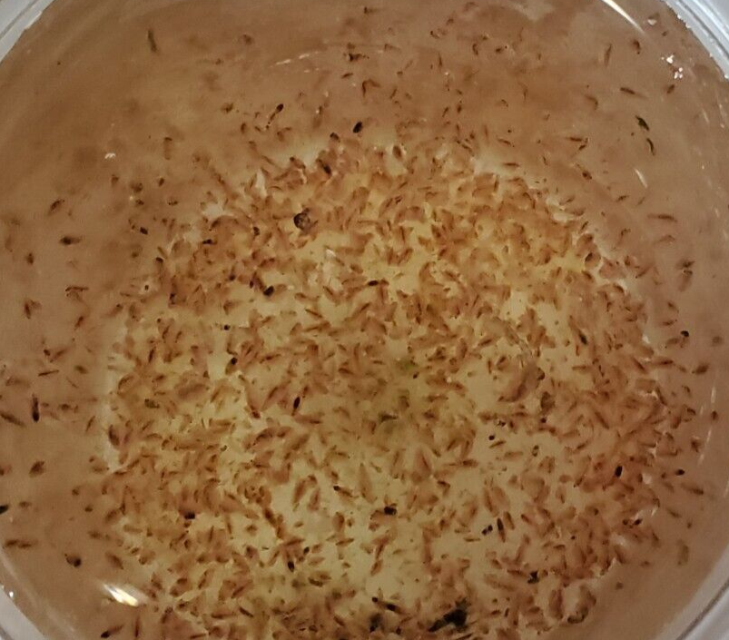 Russian Red daphnia Live count 200 + (USPS ground advantage)