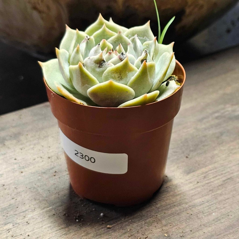 Echeveria 'Lola' in a 2.5