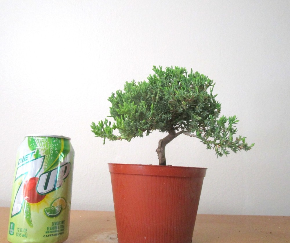 Charming Dwarf Japanese Juniper Shohin Mame Bonsai Starter Tree