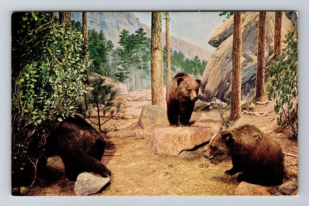 Chicago IL Illinois Natural History Museum Grizzly Bear Vintage Postcard