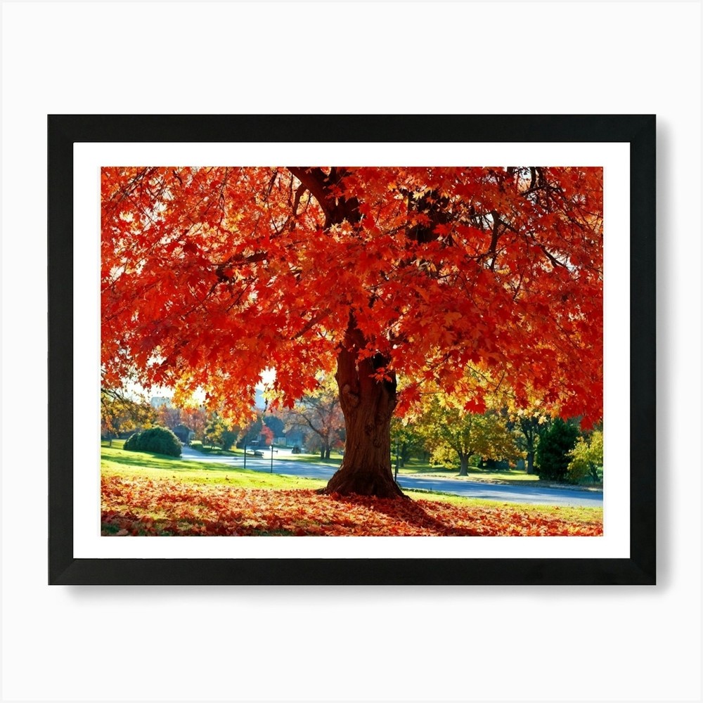 An Autumn Oak Tree Abundantly Lit B Framed Wall Art Poster Canvas Print Picture
