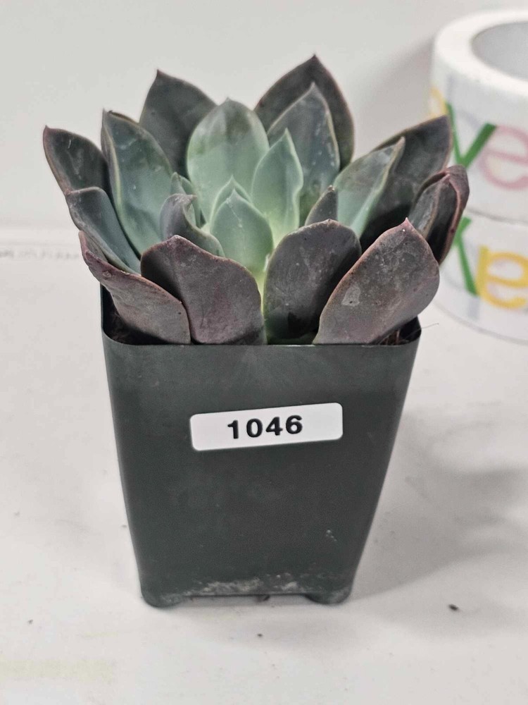 ECHEVERIA SUCCULENT - Cutting- 4