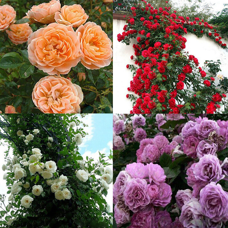 100Pcs Climbing Rose Rosa Multiflora Perennial Fragrant Flower Seeds Home Decor✿