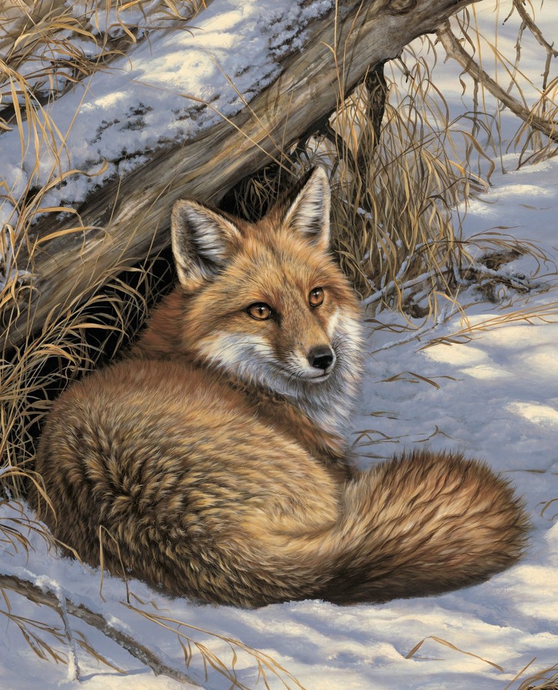 35-Inch Fabric Panel - Restful Winter Fox Forest Scene by David Textiles