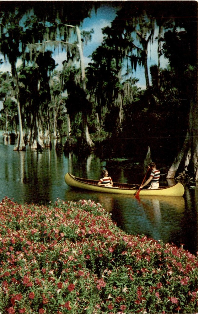 Florida Cypress Forest, Cypress Gardens, Florida, H. W. Hannau, Miami Postcard