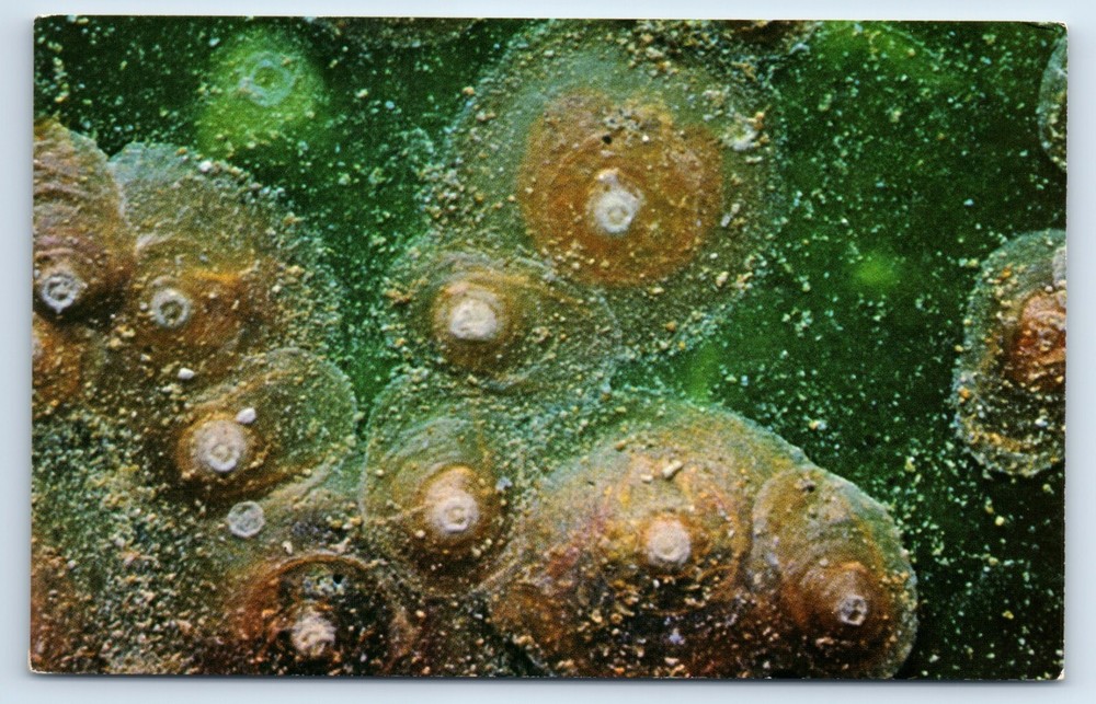 Postcard - Scale Insects of Citrus Add for Sevin Insecticide