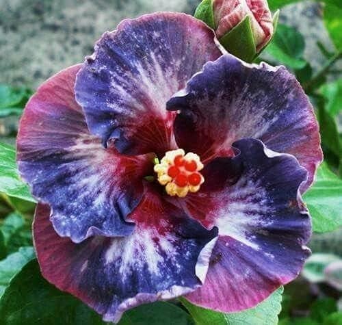 50 Silver Pink Purple Hibiscus Flower Seeds Perennial Blooming Garden Plant