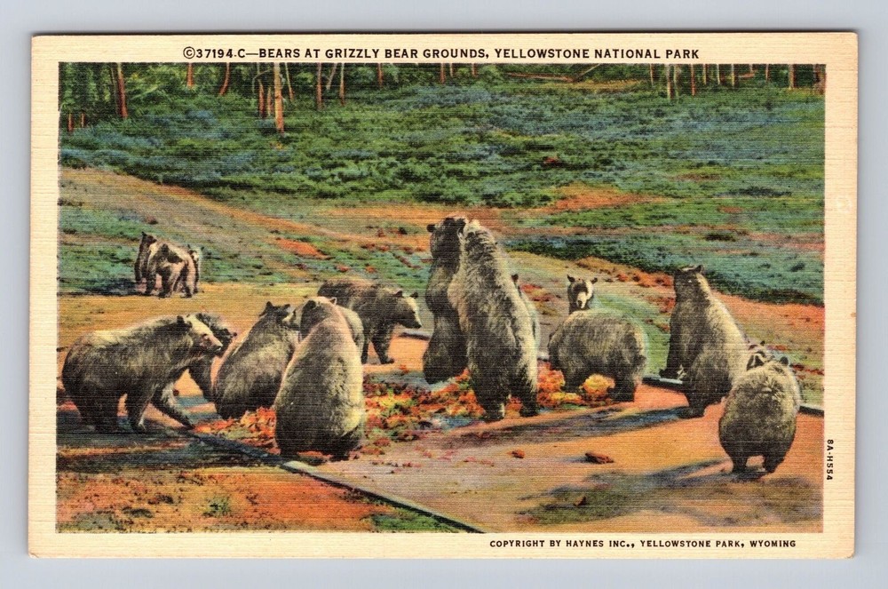 Vintage Yellowstone Grizzly Bear Postcard Series 3719