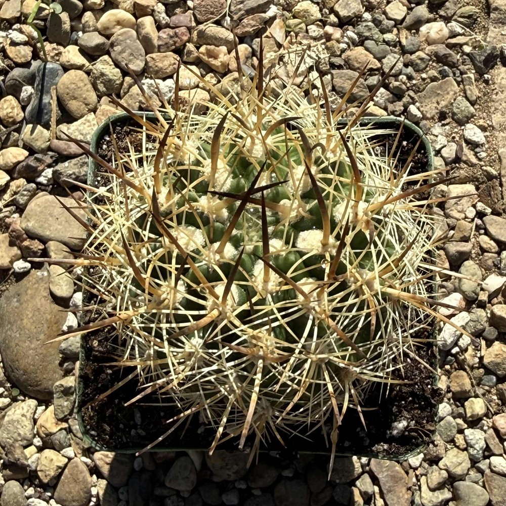 Neochilenia coimasensis