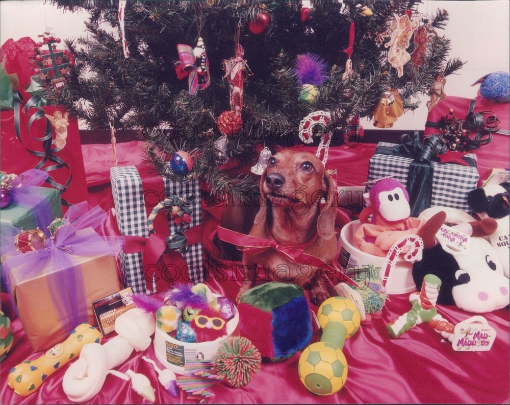 Press Photo Cute Dog With Bow Under Christmas Tree With Presents
