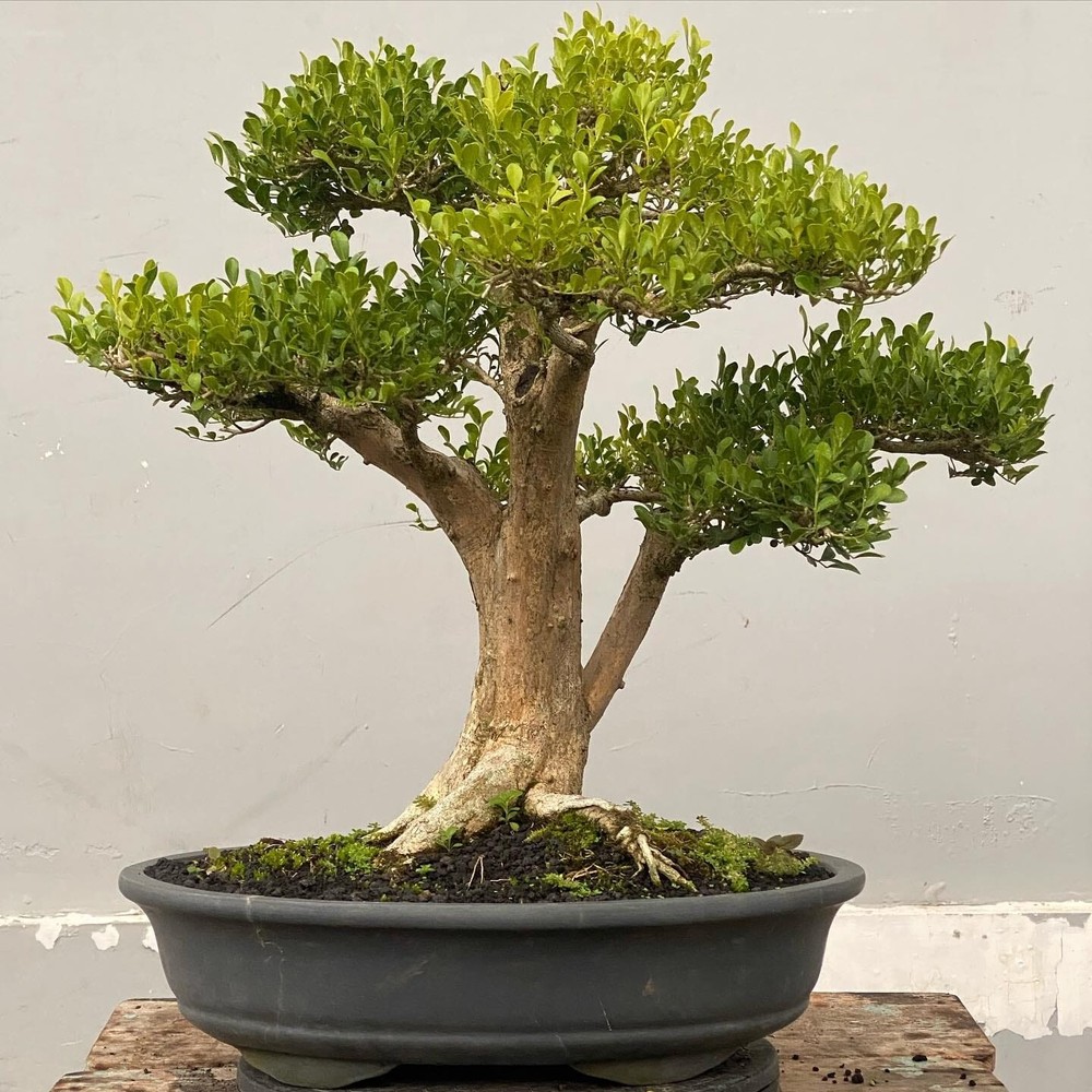 Actual plant Bonsai murraya paniculata bonsai tree free phitosanitary
