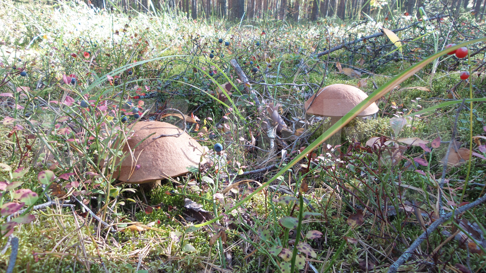 Photo Digital 300dpi Wallpaper Image Picture Background Desktop Art - Mushrooms