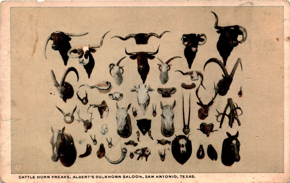 CATTLE HORN FREAKS, ALBERT'S BUCKHORN SALOON, SAN Postcard