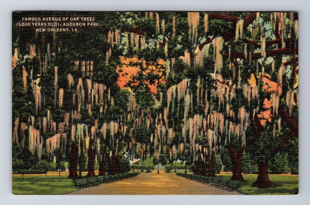 Vintage 1947 New Orleans Oak Tree Avenue Postcard Louisiana LA