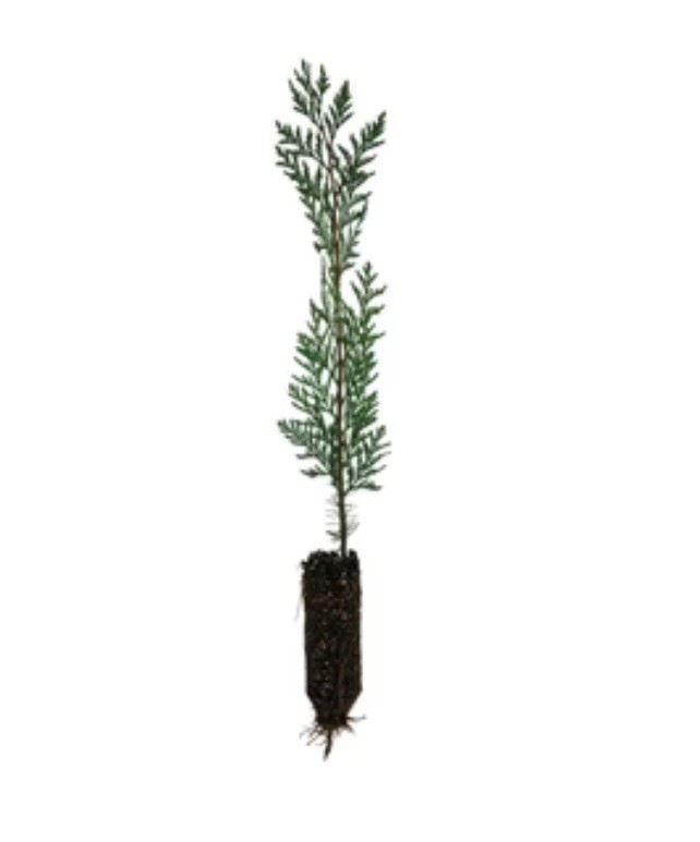 (5) Live Eastern Red Cedar Trees 6-12” Bare Root Organic Seedlings FREE SHIP